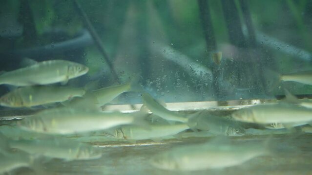 水槽の中を泳ぐ鮎