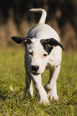puppy in the park