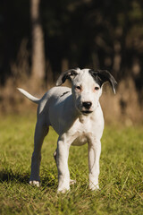 puppy in the park