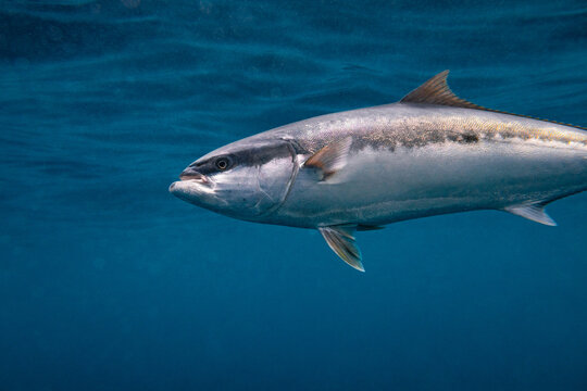 Yellowtail kingfish swimming in blue ocean water