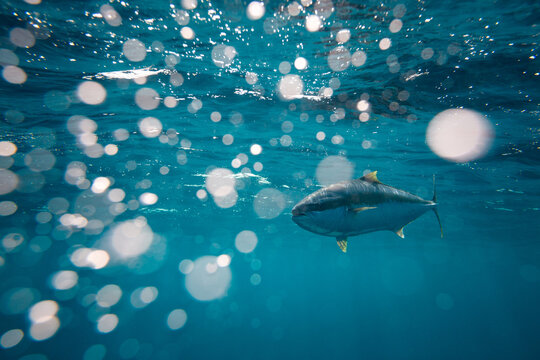 Yellowtail kingfish swimming in blue ocean water