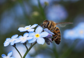 bee biene blume flower blau blue forget-me-not Vergissmeinnicht nature honey insect insekt garten...
