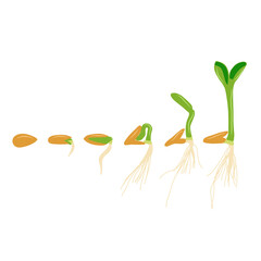 Illustration of plant growth from seed