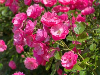 Rose pink little flowers beautiful blossom