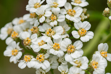 アソノコギリソウ