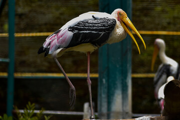 white stork ciconia