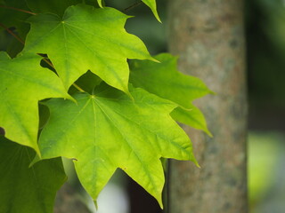 楓　イタヤカエデ　葉っぱ