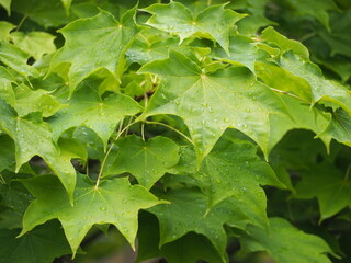 楓　イタヤカエデ　葉っぱ