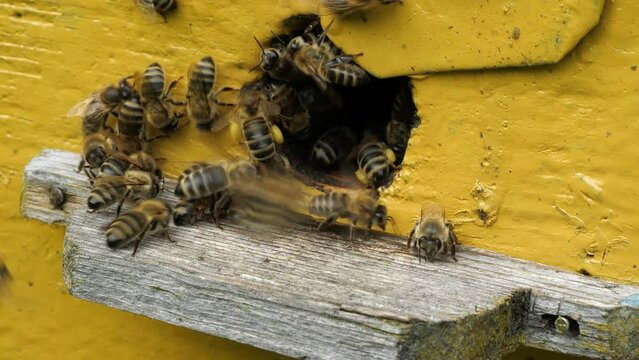 Delivery of nectar and pollen by bees to the hive.
Bees actively fly in the field for nectar and pollen. 
