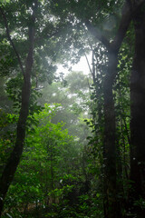 Fototapeta premium 奄美・亜熱帯の森