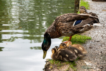 male and female mallard duck with three cute ducklings on the bank of a river