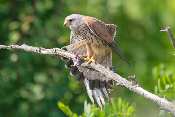 Common kestrel, European kestrel, Eurasian kestrel or Old World kestrel - Falco tinnunculus perched with spread tail and mouse in claws at green background. Photo from Kisújszállás in Hungary.