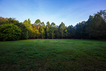 Green meadow grass in tree forest blue sky with cloud