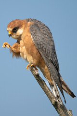 Red-footed falcon, western red-footed falcon - male perched with blue sky in background. Photo from Kisújszállás in Hungary.