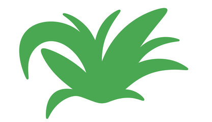 aloe vera plant isolated