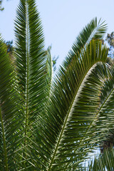 Raffia palm leaf against the blue sky. Evergreen tropical plant with long leaves.