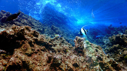 Underwater photo of Banner fish in a beautiful landscape and coral reef
