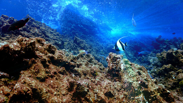 Underwater photo of Banner fish in a beautiful landscape and coral reef