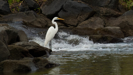 Intermediate Egret (Ardea intermedia) standing on the rocks looking to catch fish at the Oxenford weir, Queensland, Australia.
