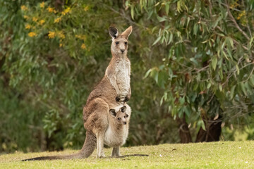 Naklejka na ściany i meble Eastern Grey Kangaroo (Macropus Giganteus) With its joey in the pouch and its ears pricked up and being alert in the wild at the Gold Coast, Australia.