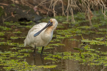 Royal Spoonbill (Platalea regia) flat billed large water bird that wades in the water looking for food.