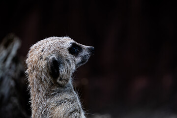 meerkat on guard