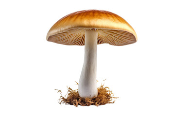 A fresh mushroom. isolated object, transparent background