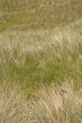 Ythan estuary - Newburgh - Aberdeenshire - Scotland - UK