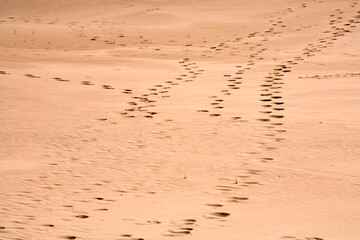Detailed view of the texture and pattern of a sand dune - Newburgh - Aberdeenshire - Scotland - UK