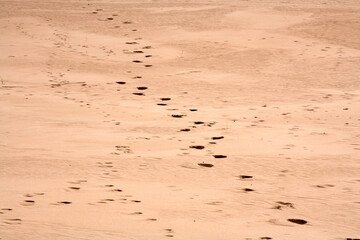 Texture and pattern of a sand dune - Newburgh - Aberdeenshire - Scotland - UK