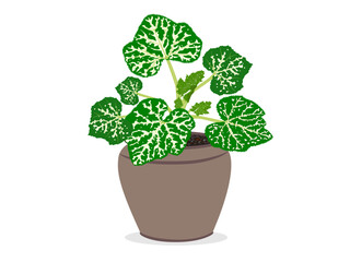 pumpkins tree on a white background.