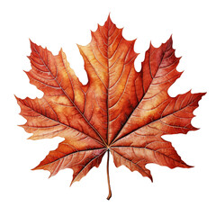 Watercolor Fall Autumn Maple Leaf Clipart isolated on Transparent Background.