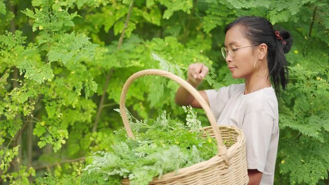 Moringa farmer harvests leaves from plants on farm, healthy nutrition