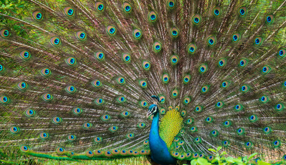 The courtship display of elegant male peacock, iridescent colorful tail feather pattern close up,...