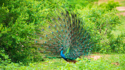 The courtship display of elegant male peacock, iridescent colorful tail feather pattern at an...