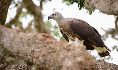 Grey-headed fish eagle perch on a tree close-up side view shot at Yala national park.