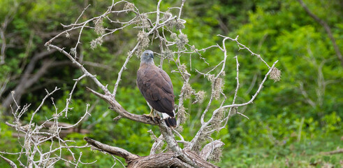 Grey-headed fish eagle turned its head back, perch on a fallen dead tree near the water stream at...