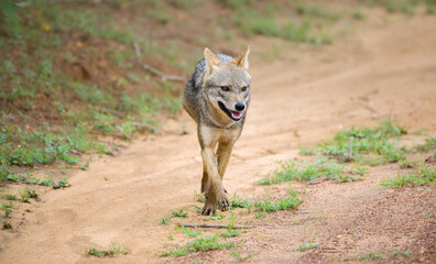 Sri Lankan jackal walks in the gravel road in Yala national park, Solitary golden jackal front view photo.