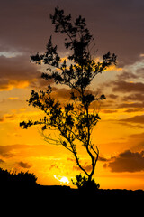 Obraz na płótnie Canvas silhouette de filaos au coucher du soleil 