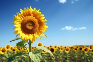 A sunflower in a field with an empty sunflower field