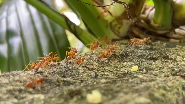 Red ants or Oecophylla smaragdina