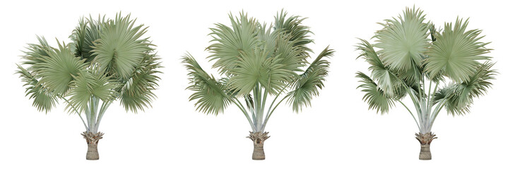Bismarckia nobilis palm tree on transparent background, png plant, 3d render illustration.