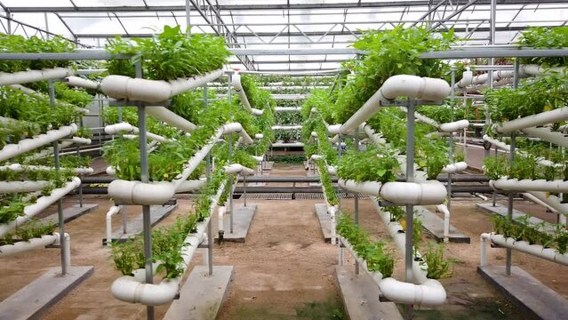 Modern farm green vegetables without soil cultivation