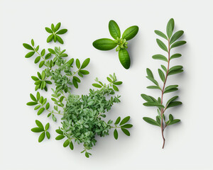 Obraz premium Thymian, thyme with Generative AI