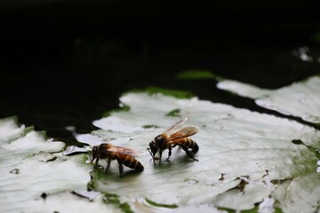 bee on the ground