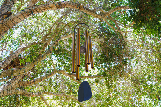 The singing tree. Wind chime on a tree, close-up view from below