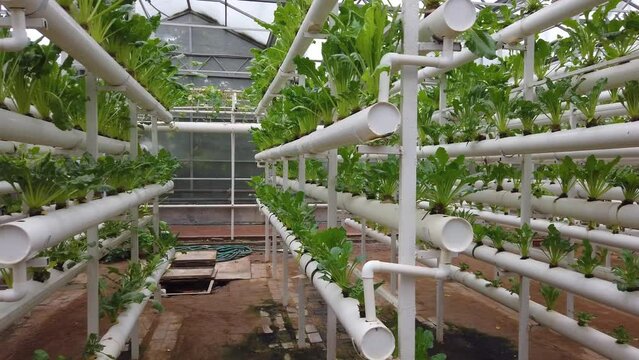 Modern farm green vegetables without soil cultivation
