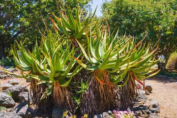 Mountain Aloe (Aloe marlothii) close-up in the garden. Mountain Aloe is a large evergreen succulent