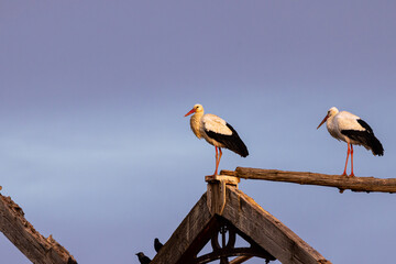 Cig&uuml;e&ntilde;a en su fondo de cielo.