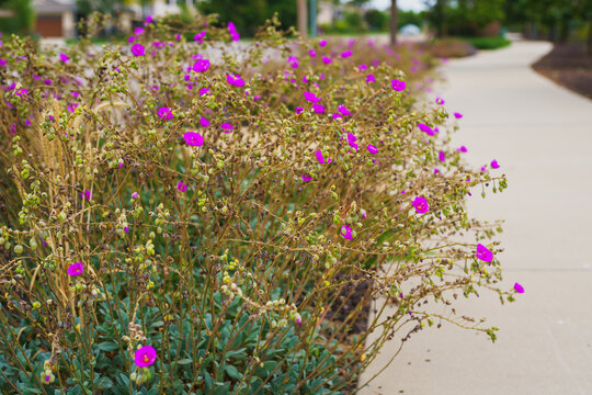 Succulents in bloom with tall flowering stalks. Native to Chile, rock purslane (Calandrinia spectabilis) produces masses of bright purple and pink, poppy-like blooms.